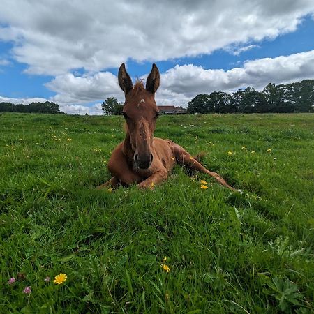 Отель Le Haras D Havetot Anctoville Экстерьер фото